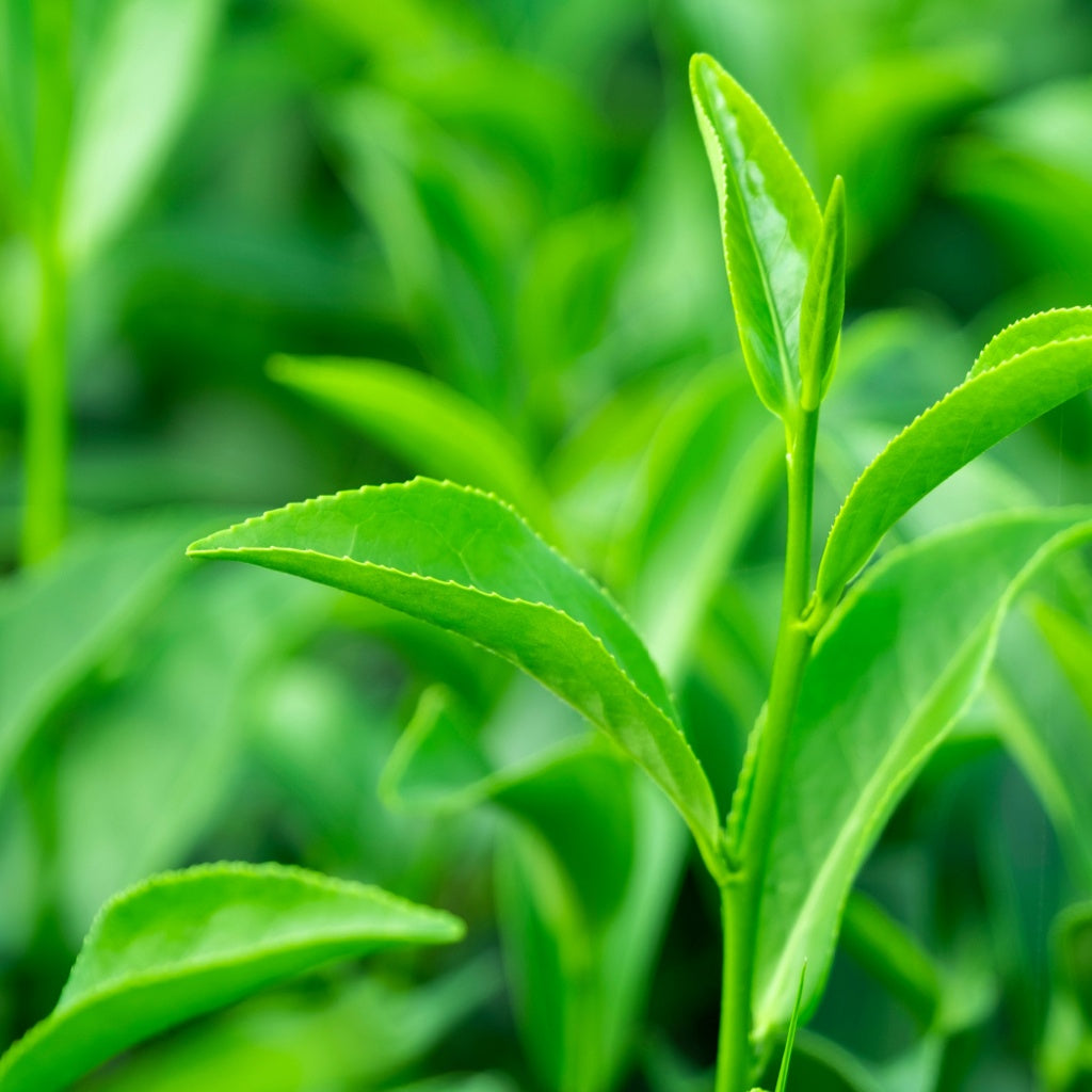 Intensive Restore Botanical Hand Cream Botanical Body Cream