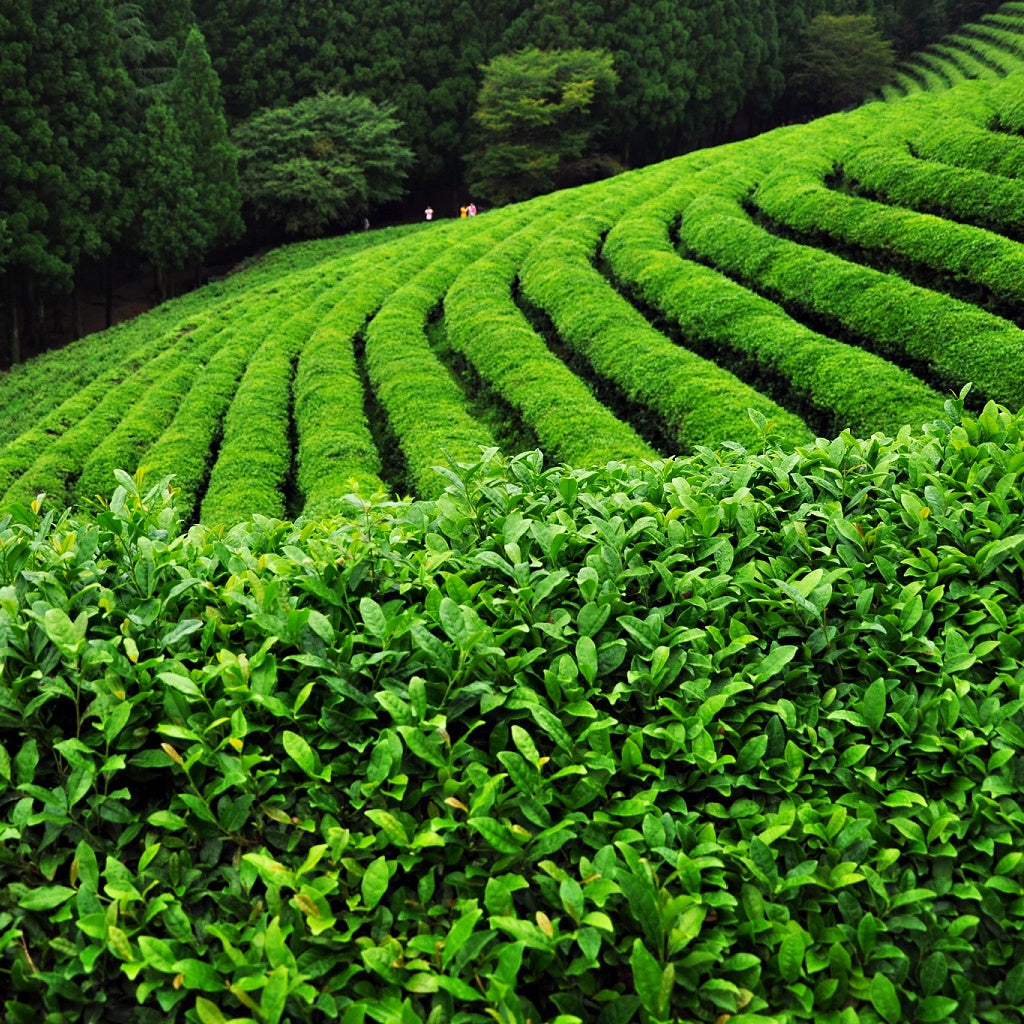 Hair Growthl Man Juvenate8 Hair Oil I Essential Oils