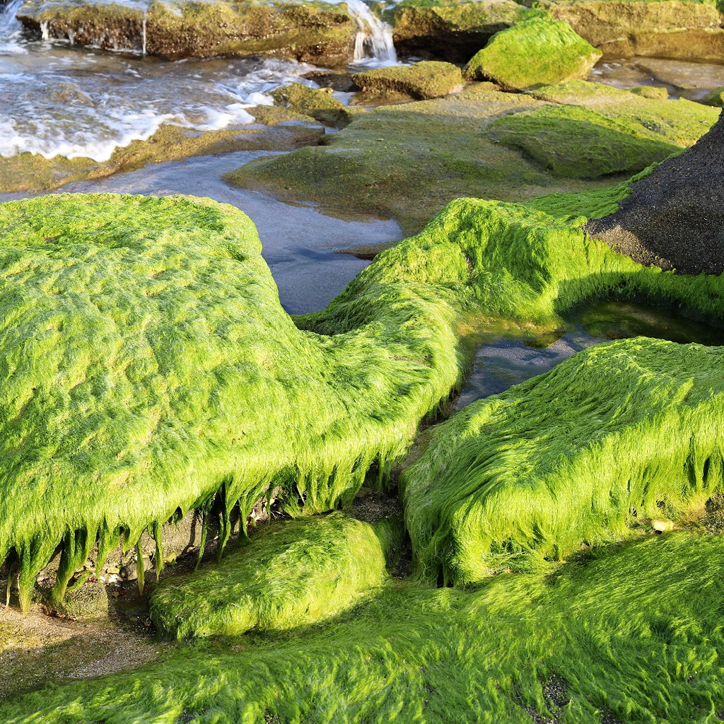 Ashi SPA Botanical Body Cream