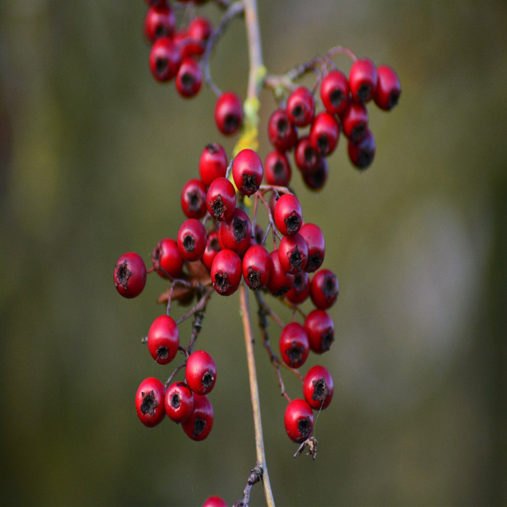 Cholesterol Blood Detox Herbal Cellular Oral Tincture