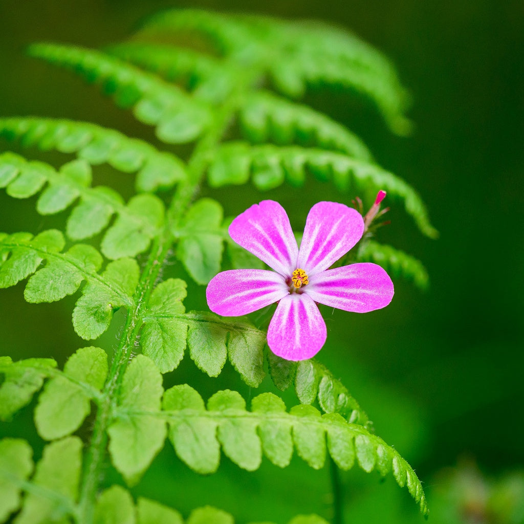 Lymphatic I Immune Boost Organic Botanical Tea