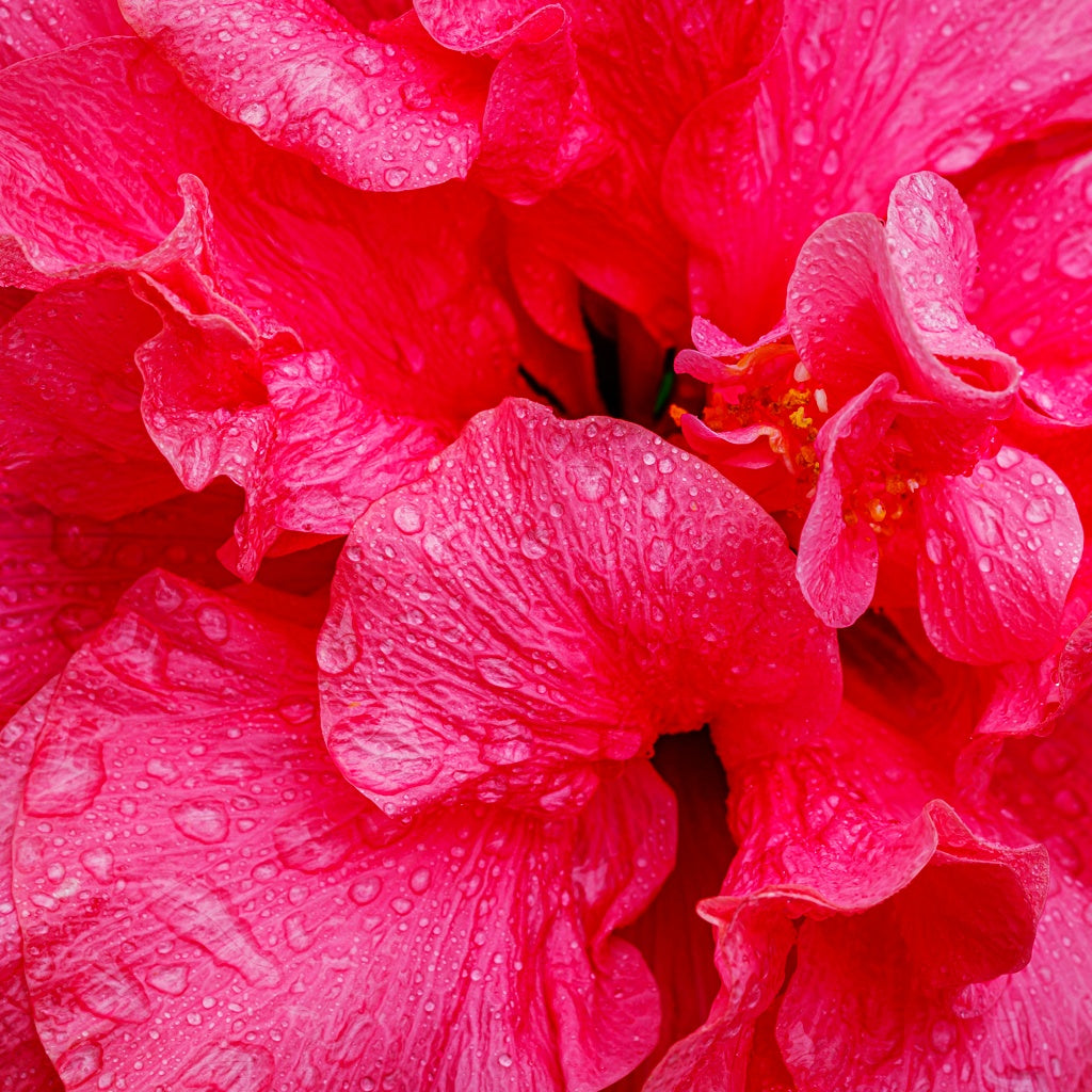 Hibiscus Camellia Flower Blooming Black Tea Ball