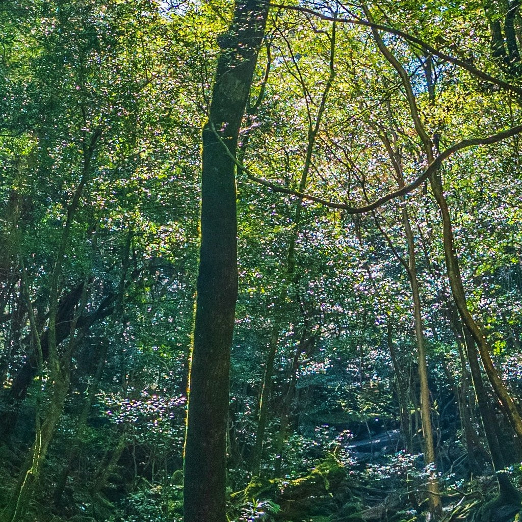 Japanese Hinoki I Frankincense Essential Oil Roll On