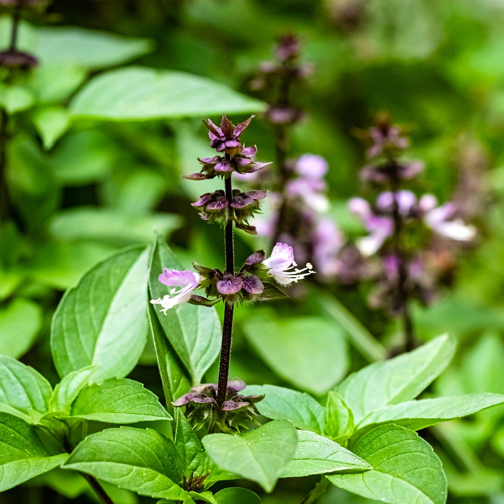 Head Aches I Dizziness Relief Herbal Healing Body Cream