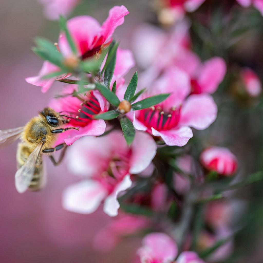 Dark Spots I Skin Rescue Cellular Body Salve
