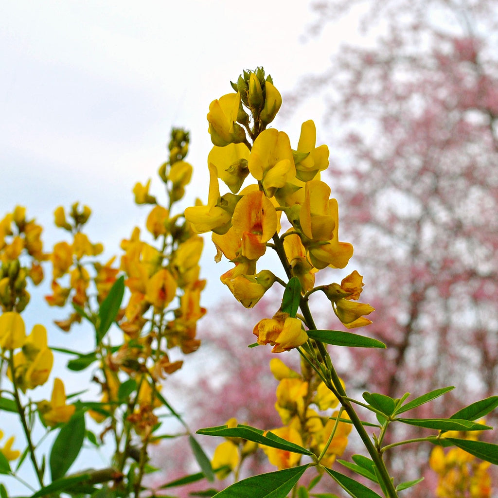 Menopause I PMS Women's Balance Organic Botanical Tea