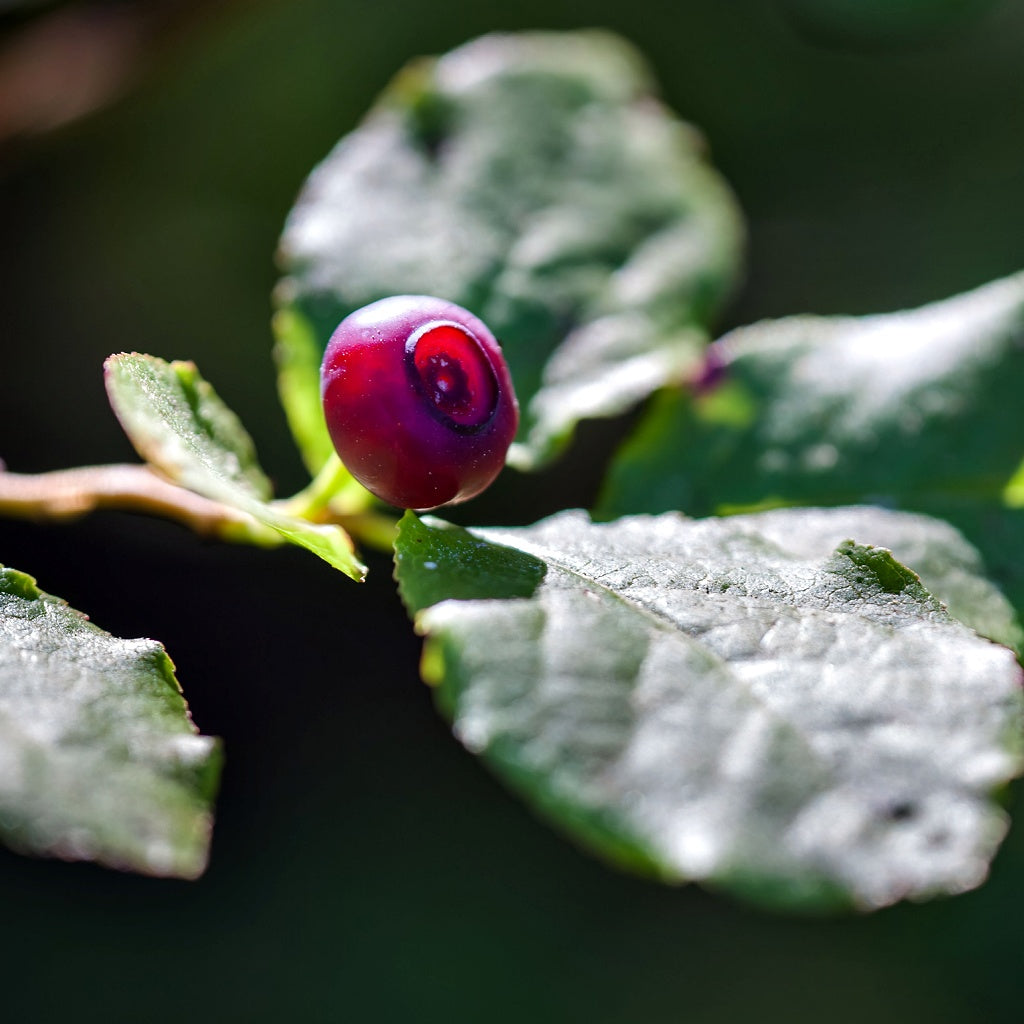 Venice Venetta Signature Pure Soy Melt