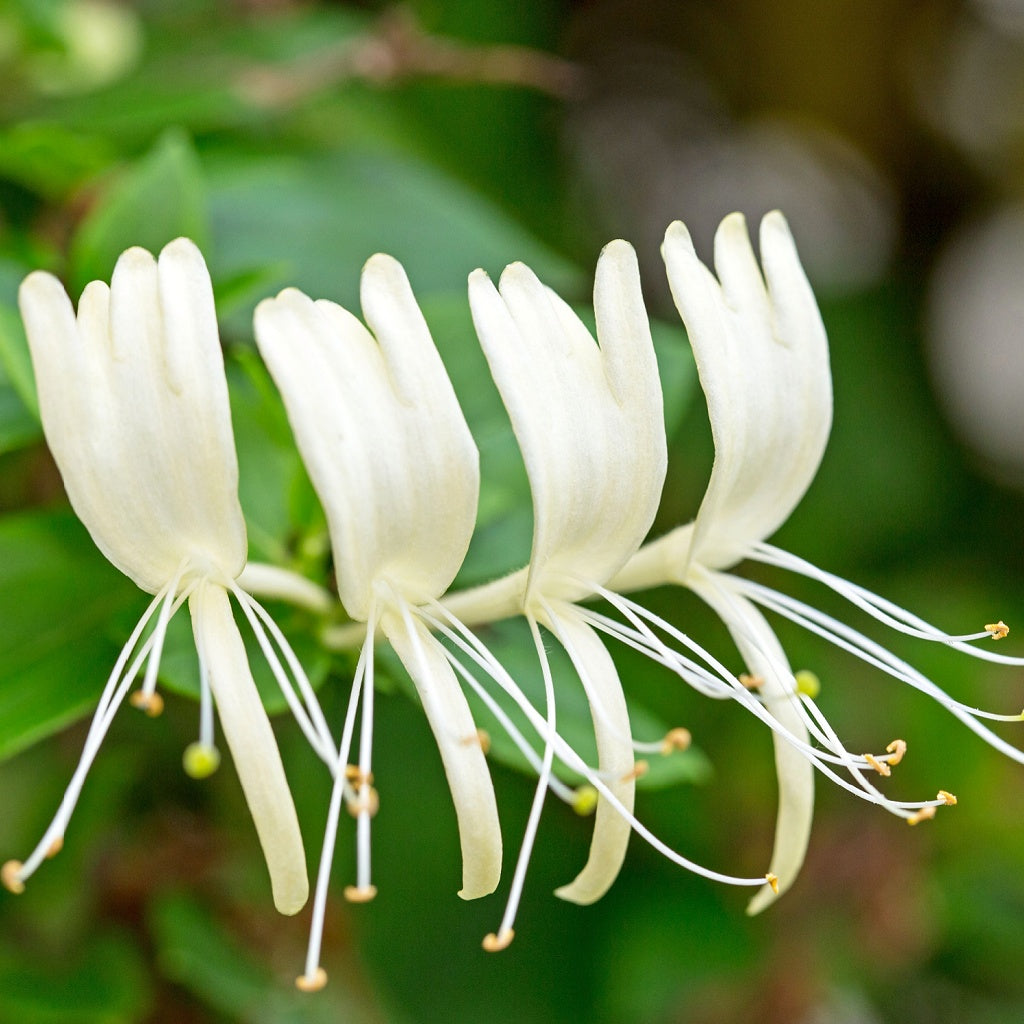 Omega A Plant Retinol Serum Oil Essence