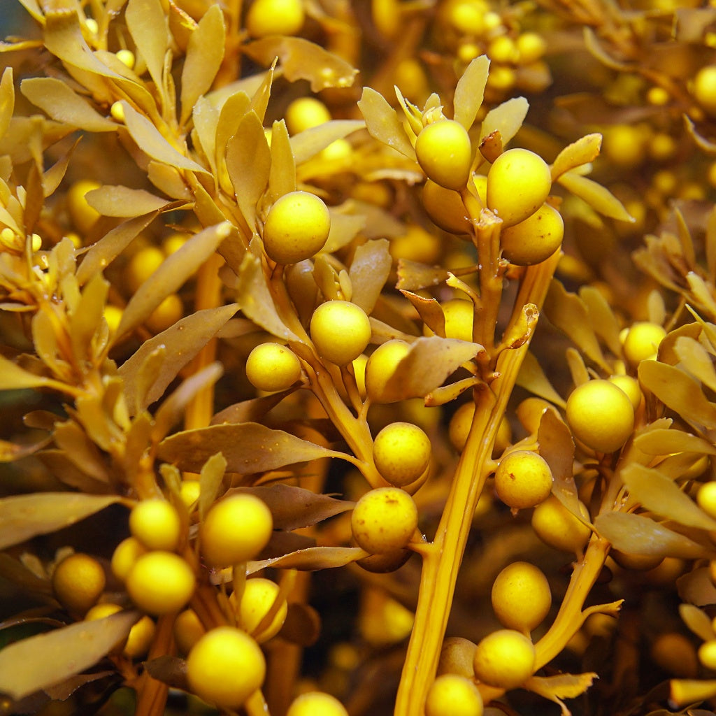 La Purita Pure Botanical Hair Gel Curl I Definition I Volume