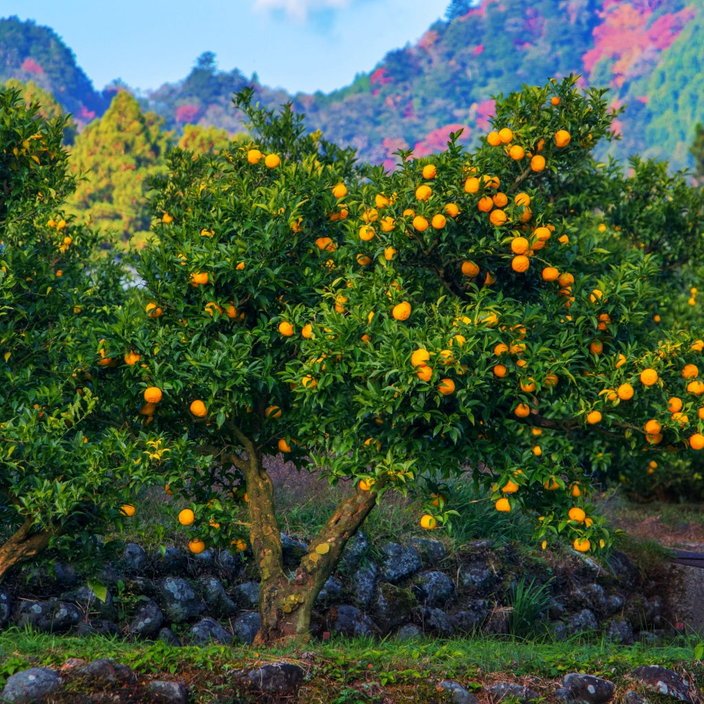 Focus Essential Oil Roll On