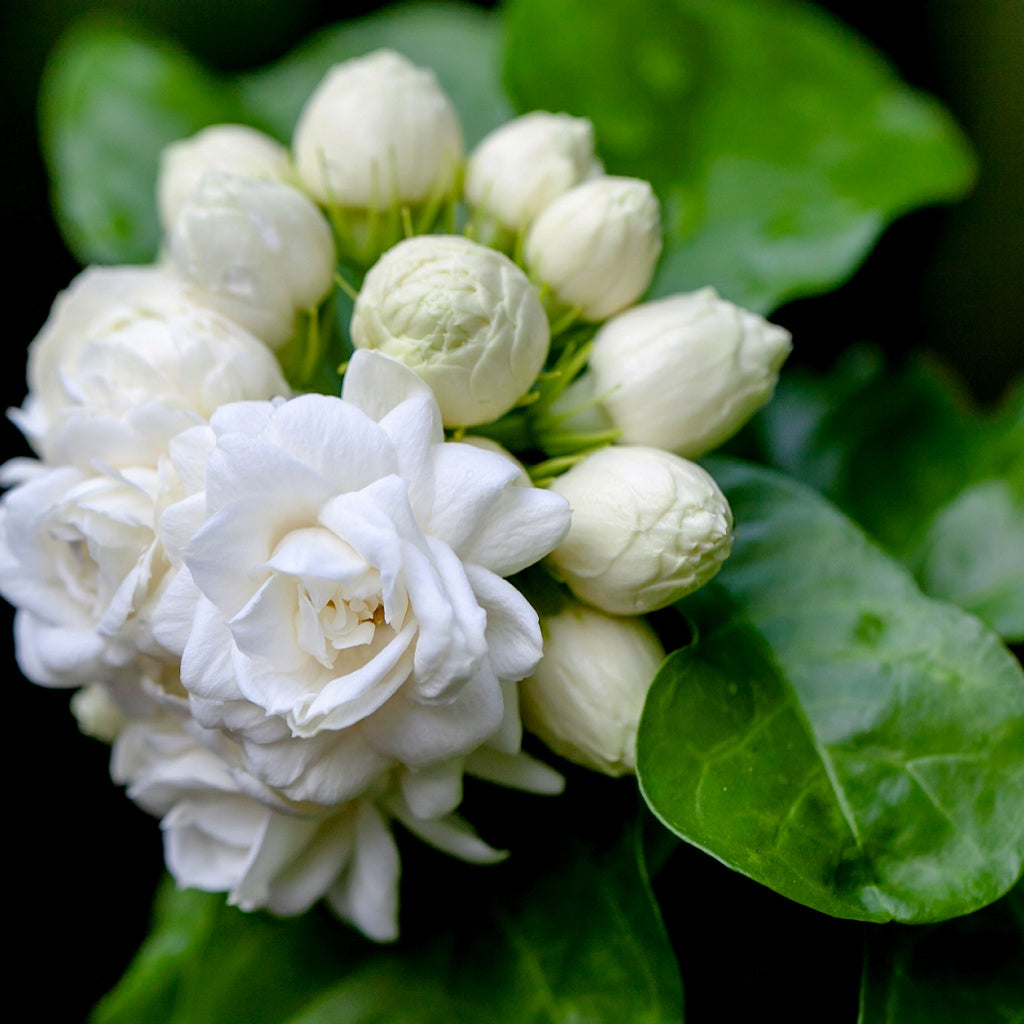 Skin's Natural Ecosystem Serum Oil Essence I Skin Redness