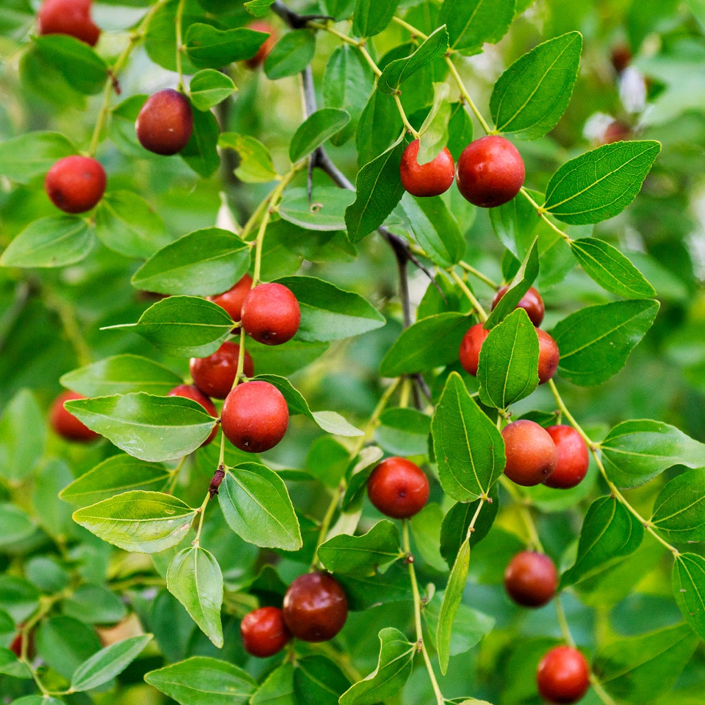 Black Jade Botanical Body Cream