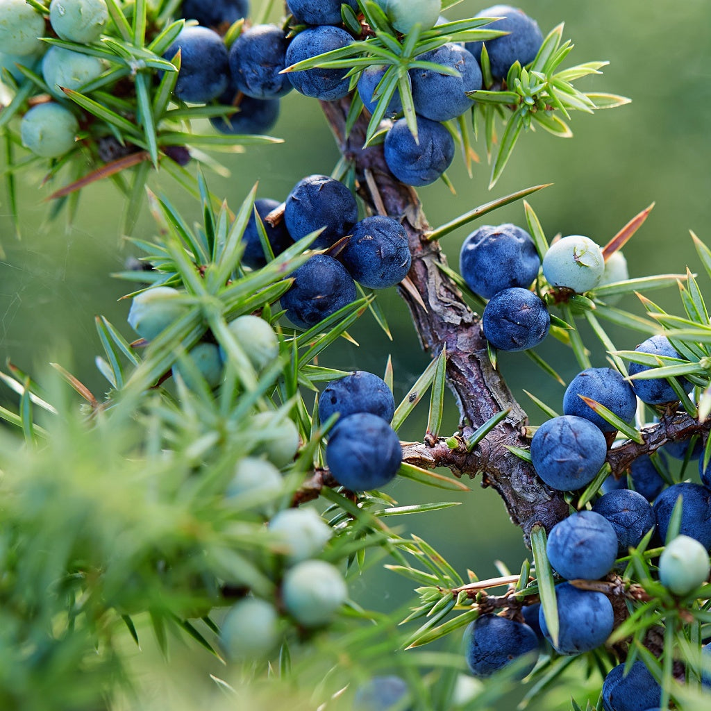 Paloma Beach Signature Diffuser Oil