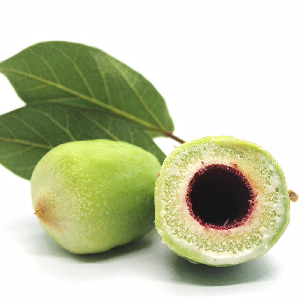 Botox Plant Micro Circulation Deep Skin Treatment I Concentrated Botanicals