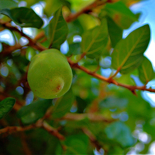 The Kakadu Sacred Arnhem Australian Signature Diffuser Oil I Outback