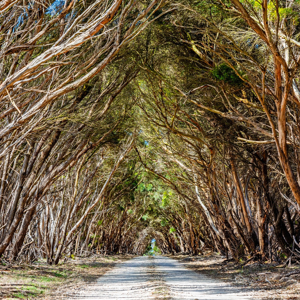 King George Beach Kangaroo Island Australian Signature Pure Soy Melt I Hinterland Spa