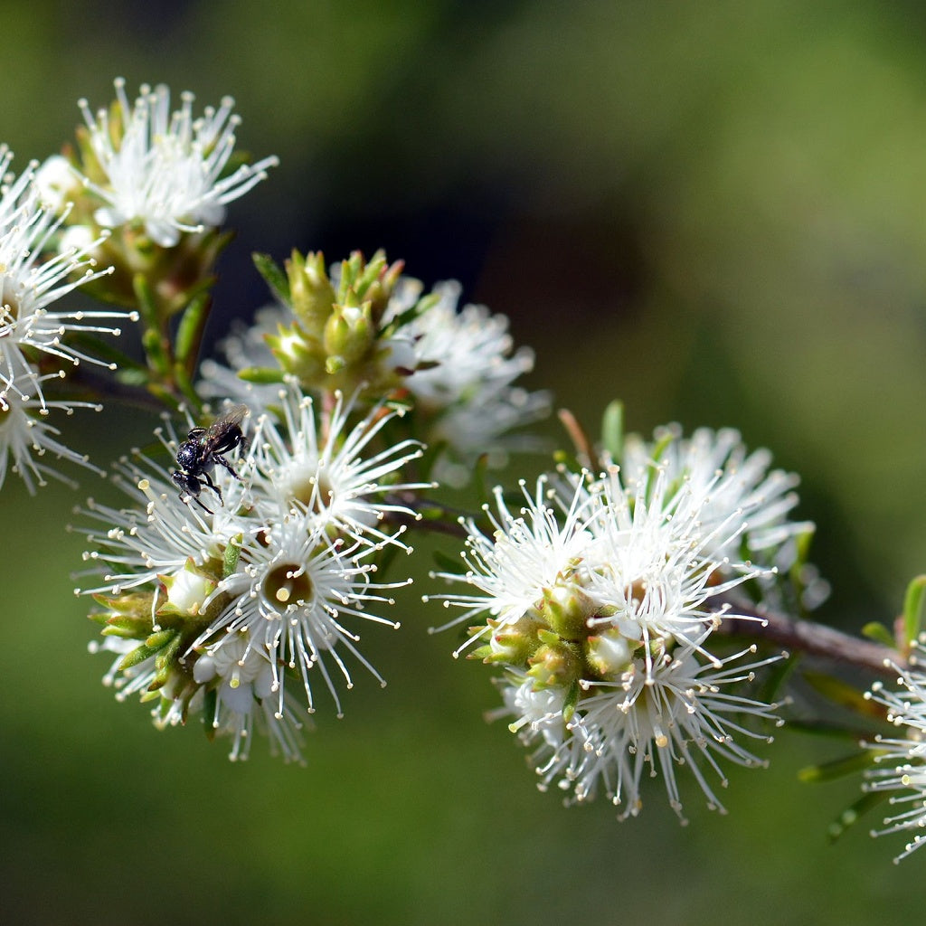 Rose Bay Bondi Olive I Rice Castile Soap Bar