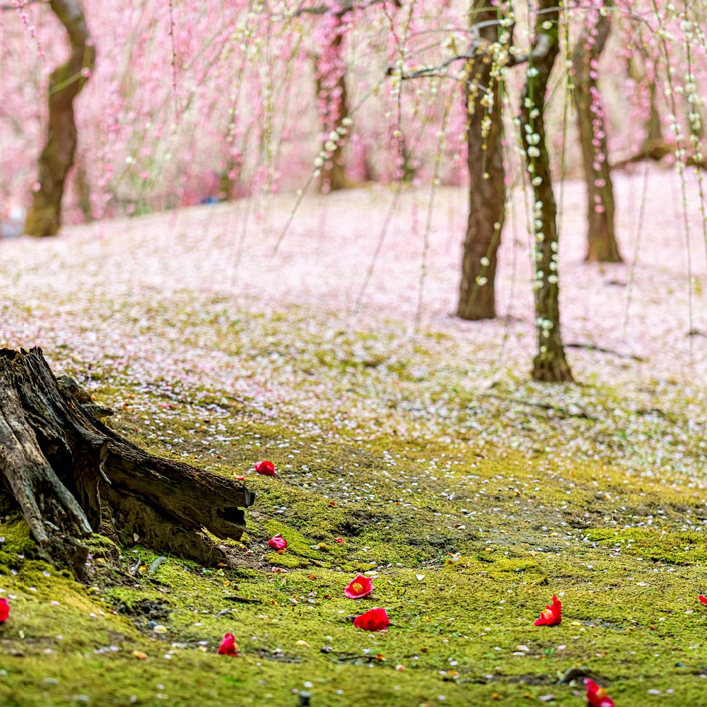 Kyoto Sakura Signature Diffuser Oil