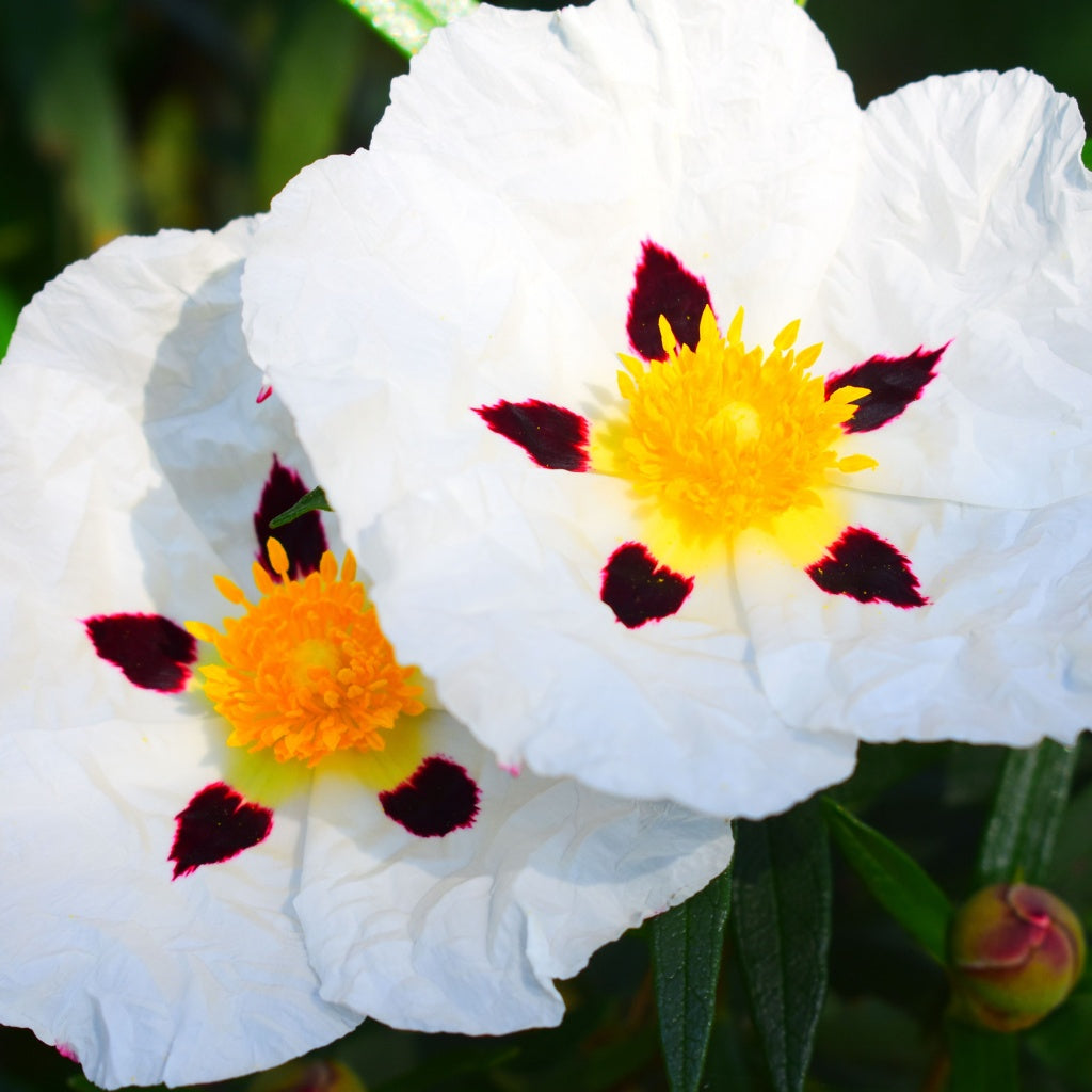 Banff SPA Signature Pure Soy Candle