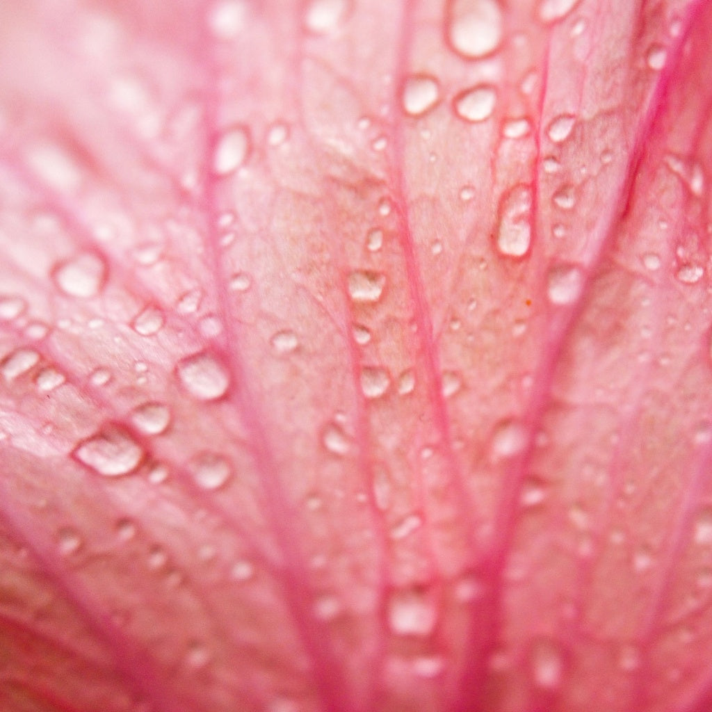 L'eau Pink Botanical Hydrating Body Perfume Mist