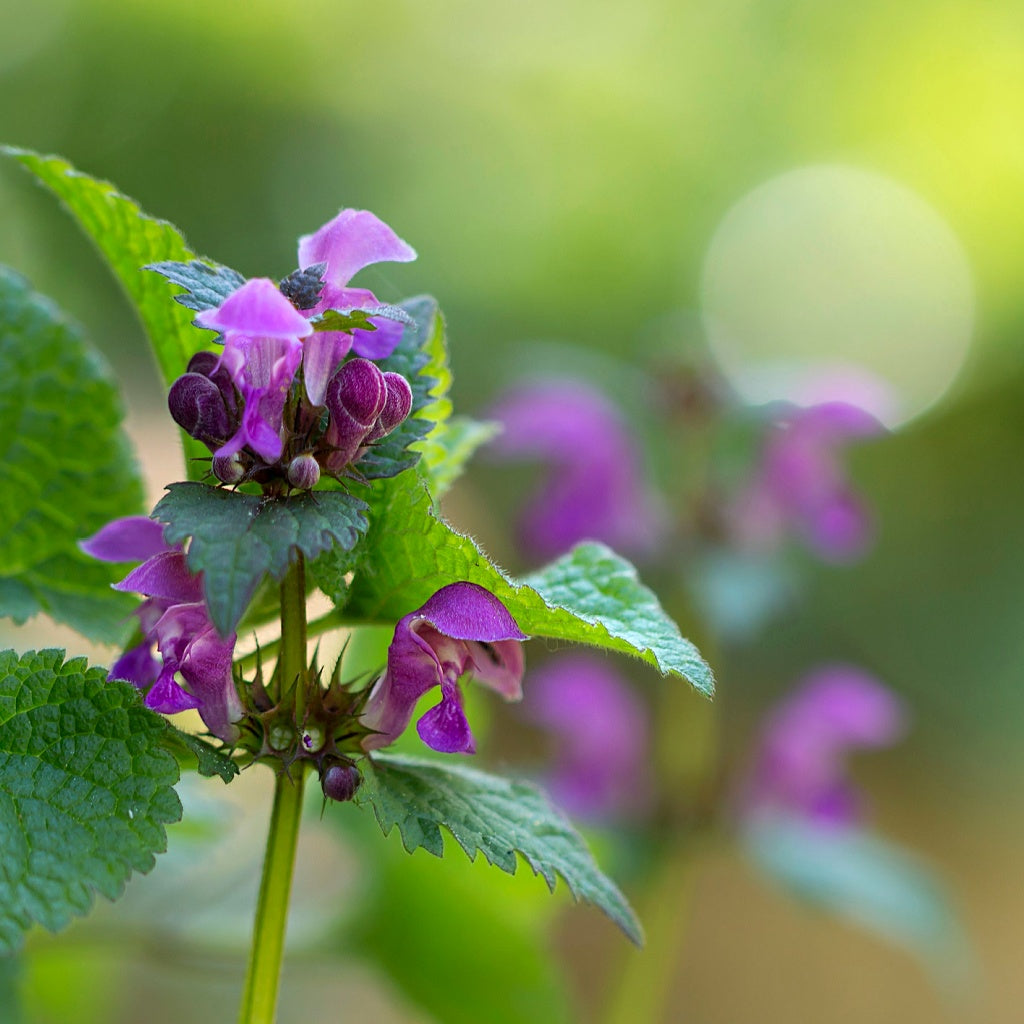 Sinus Chest Organic Botanical Tea