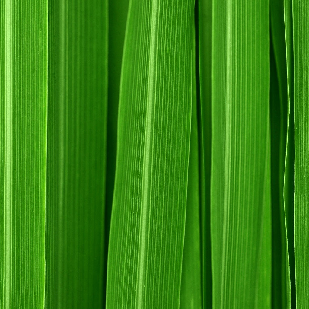 Citrus I Herbal Aroma Shower Steamer Tablet Gift Bag I 4 Tablets