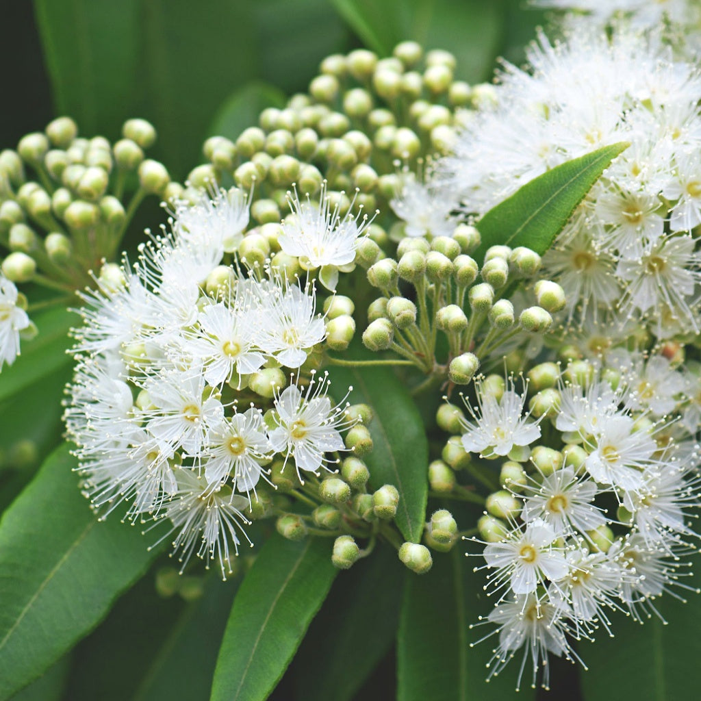 Muscular Nerves Relief Herbal Healing Body Cream