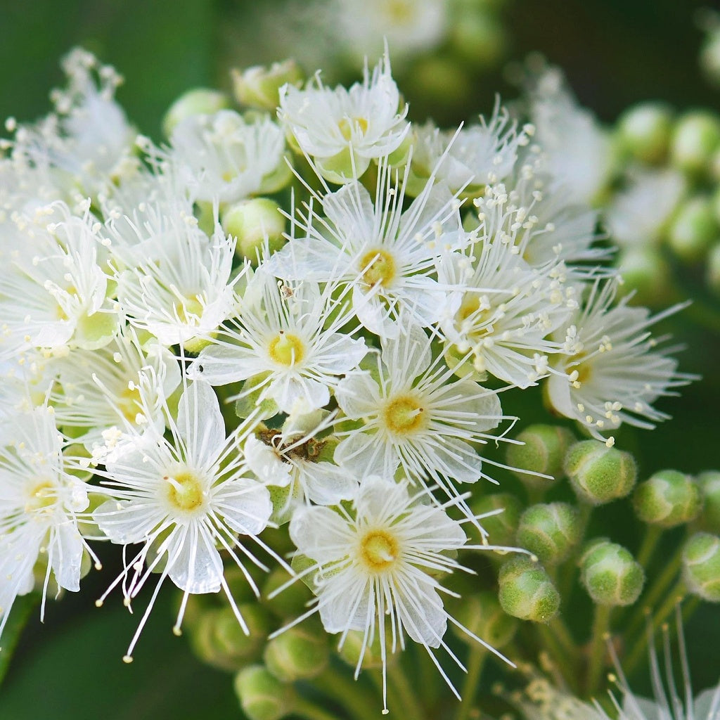 Edith Falls Nitmiluk Australian Signature Diffuser Oil I Outback