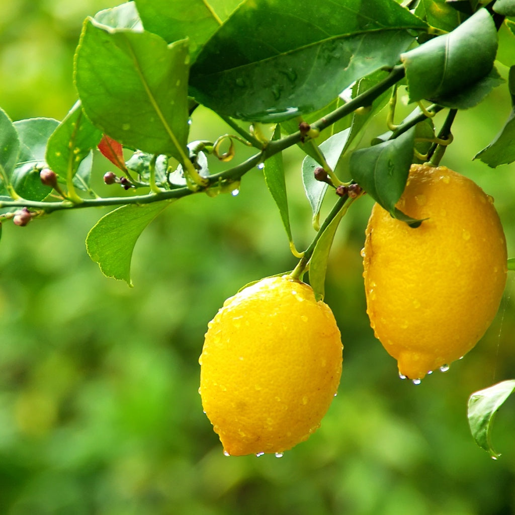 Luxury Vanilla Signature Diffuser Oil