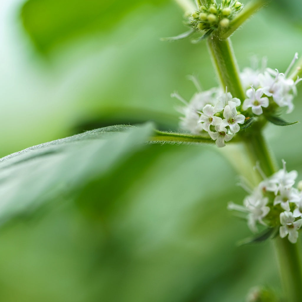 Sleep Essential Oil Roll On