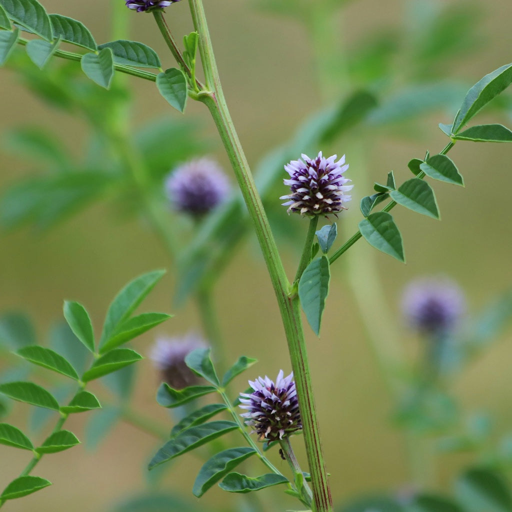 Gut Essential Herbal Healing Body Cream
