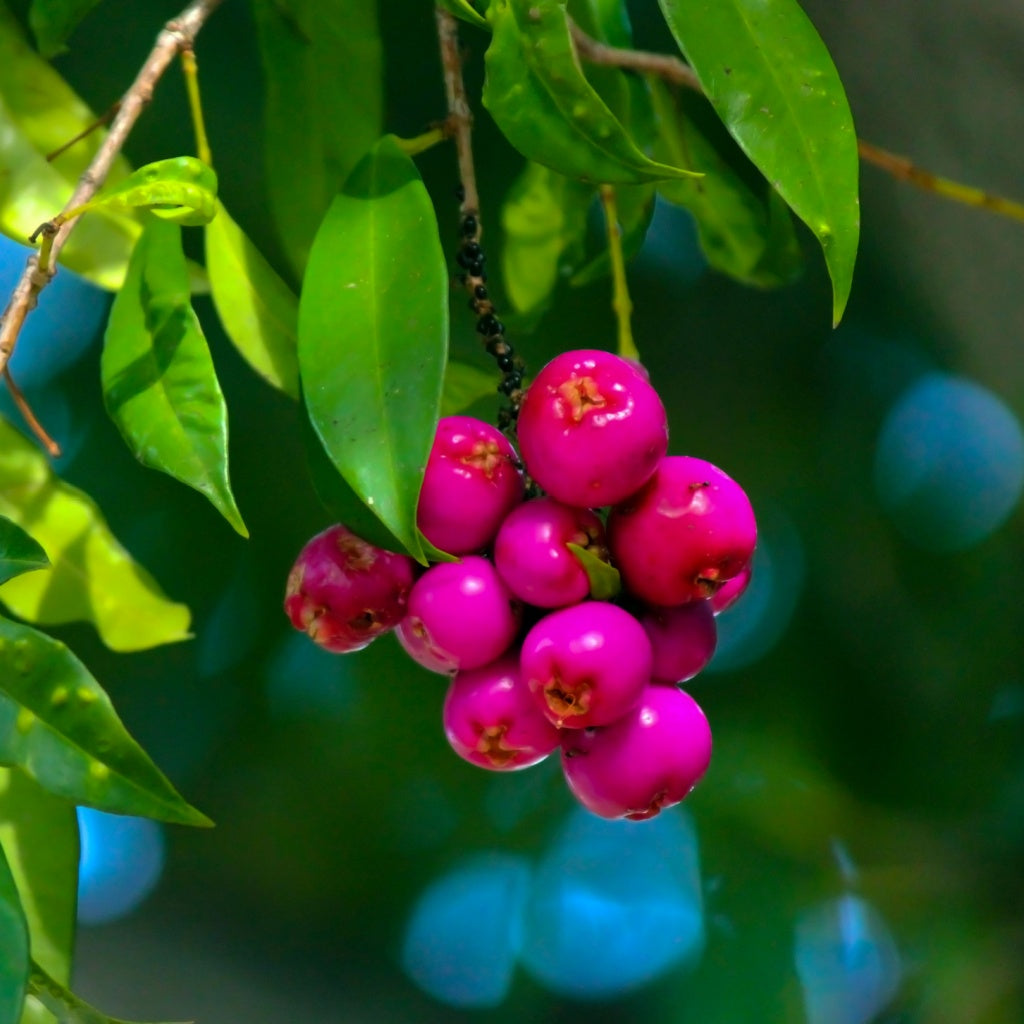 Lake McKenzie Kgari Organic Aloe Vera Castile Body Wash