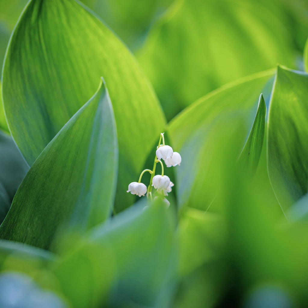 Pink Musk Signature Diffuser Oil