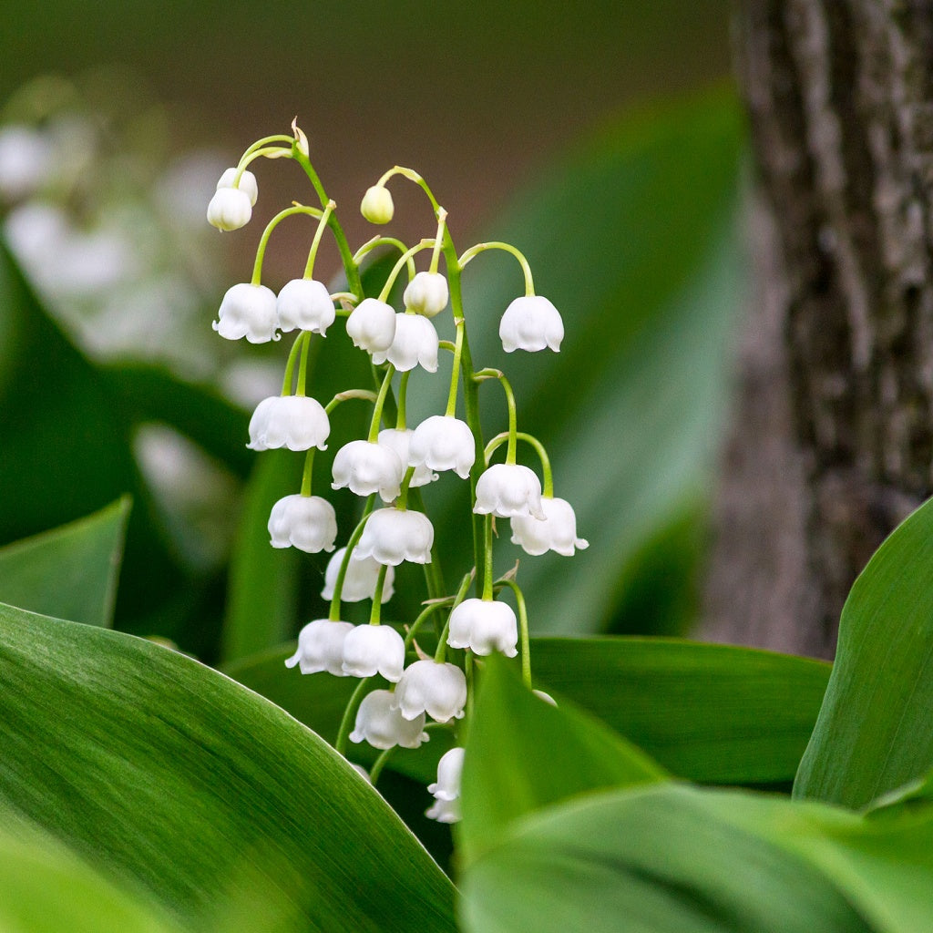 Lily Sandalwood Signature Diffuser Oil