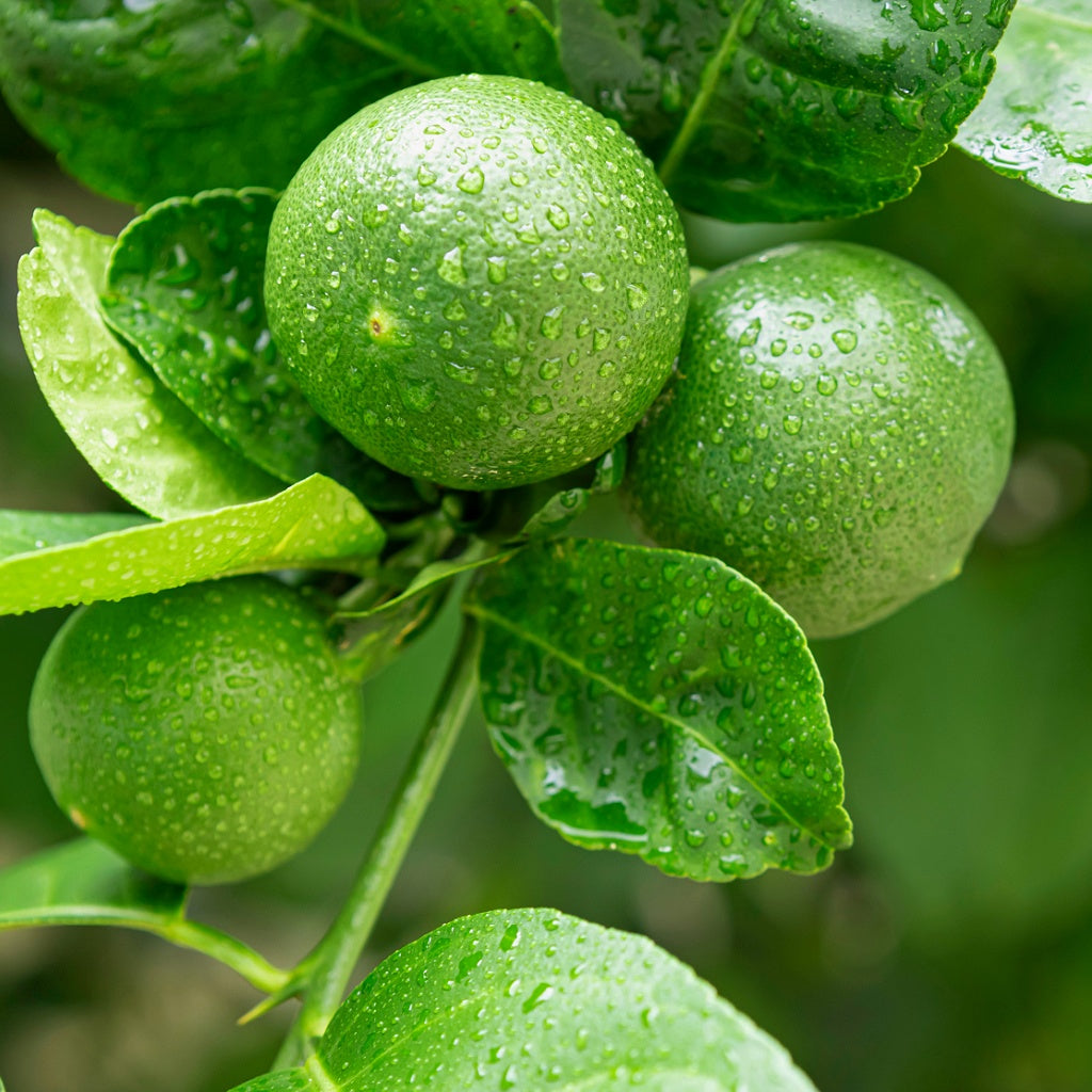 Citrus I Herbal Aroma Shower Steamer Tablet Gift Bag I 4 Tablets