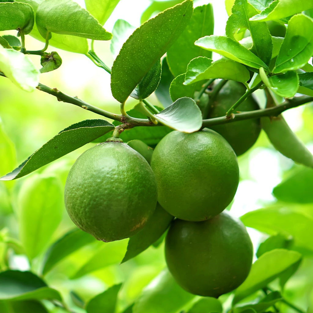 Watermelon Signature Hanging Diffuser