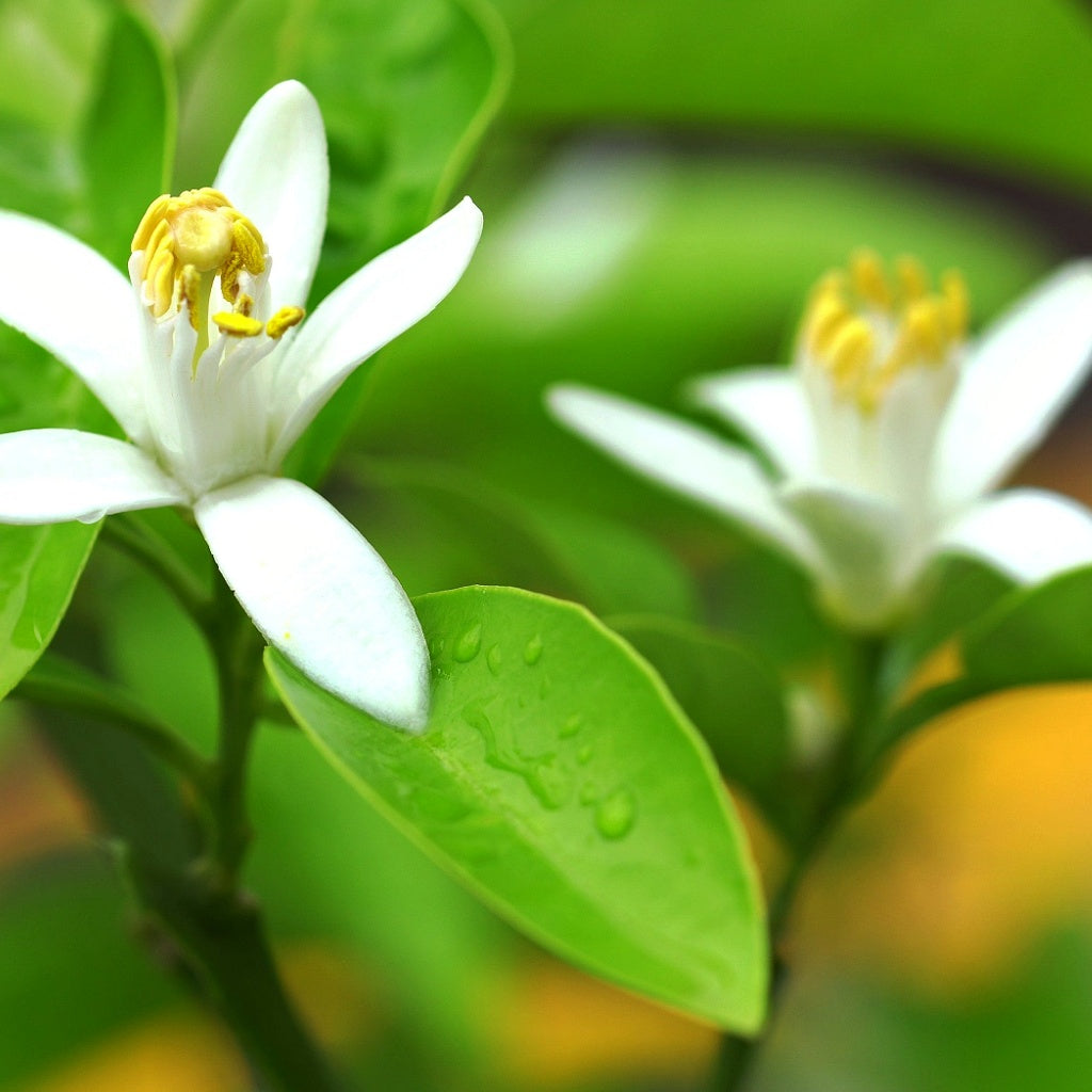 Soleil Tilleul Signature Interior Room Linen Mist