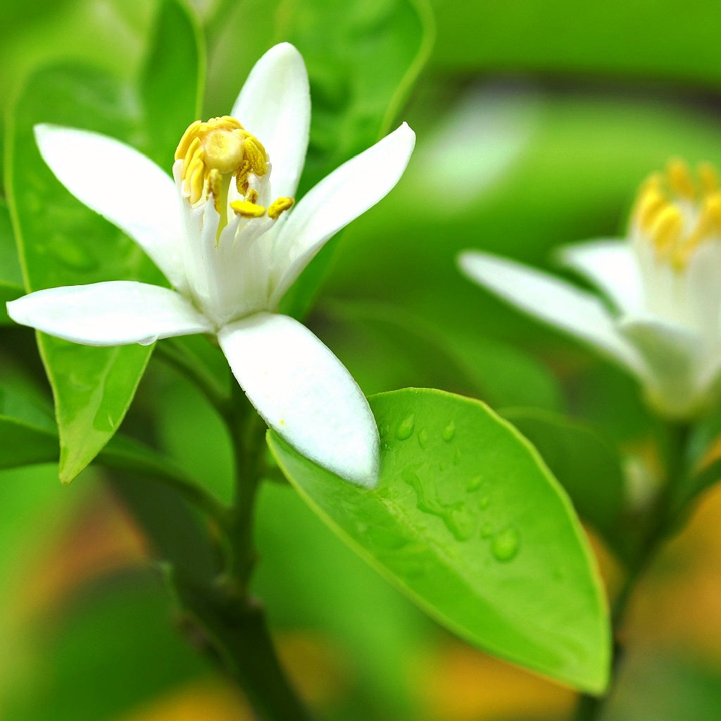 Como SPA Signature Diffuser Oil