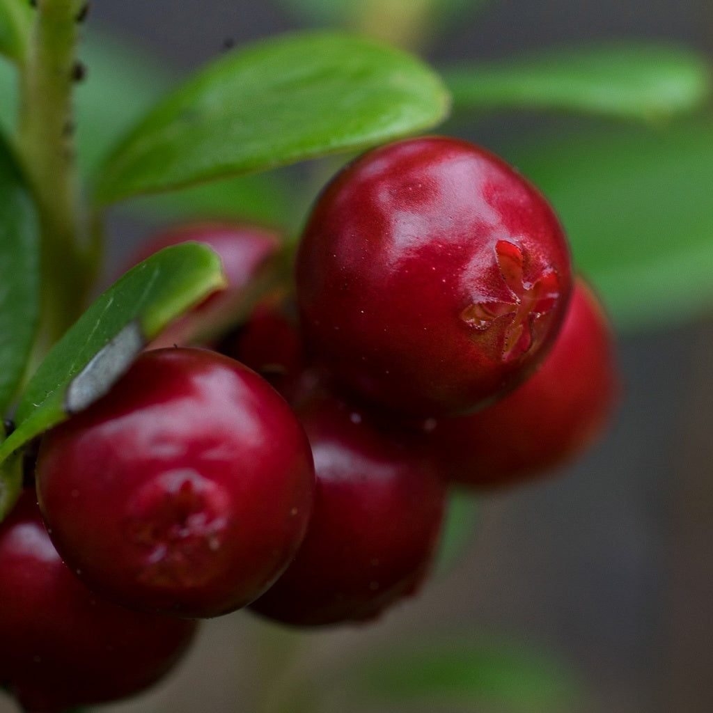 Mizu SPA I Magnolia La Purita Botanical Bath Bomb