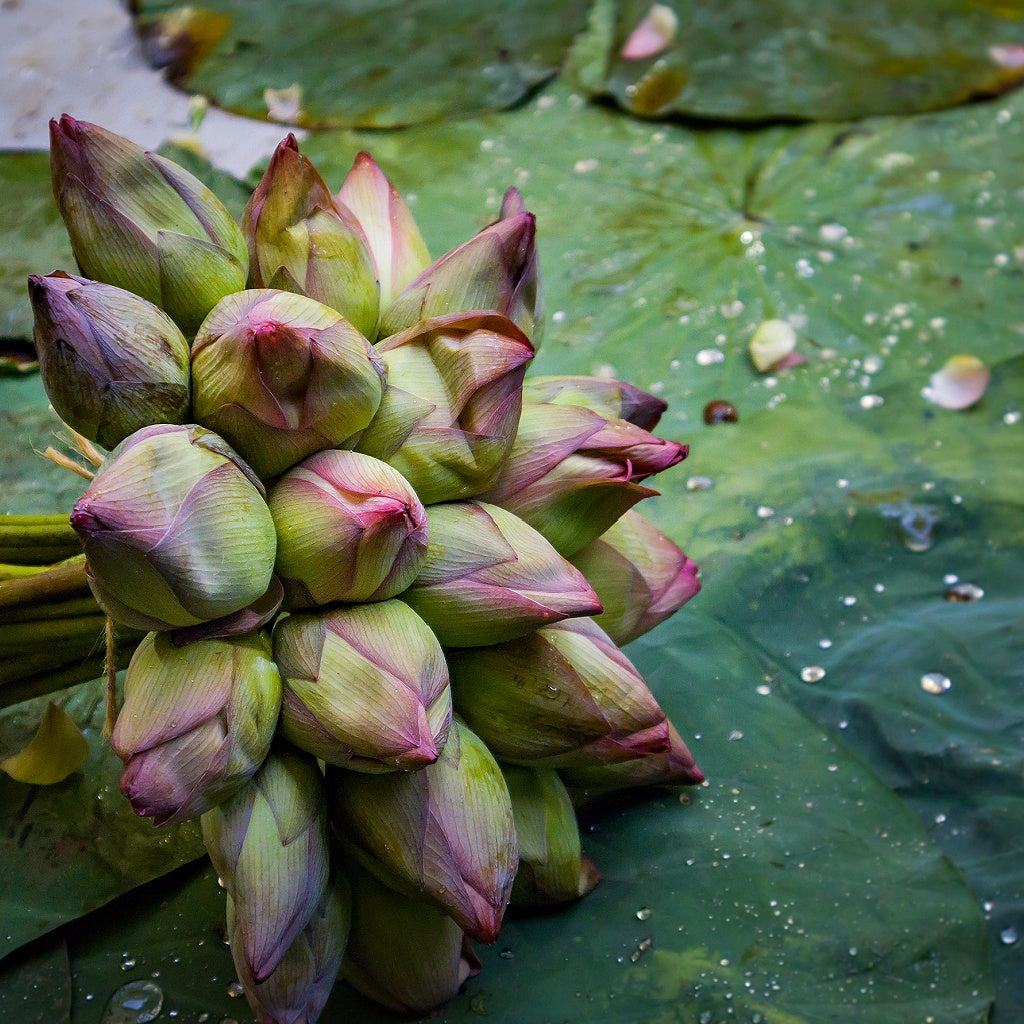 Ashi SPA Botanical Body Cream