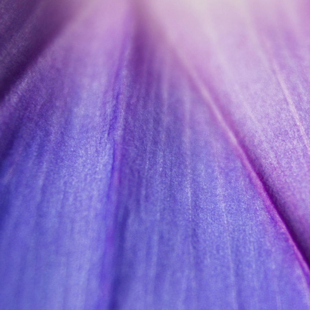 Botanical Body and Home Aroma Collection Gift Box I Sample Pack