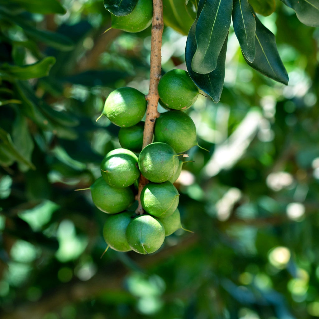 Cucumber I Macadamia Oil Omega C Skin Essence Soap Bar