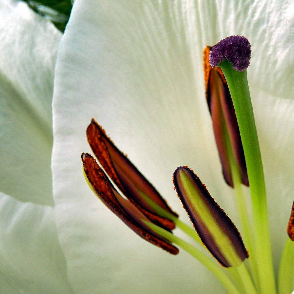 Mineral Springs Daylesford Australian Signature Diffuser Oil I Spa Retreat