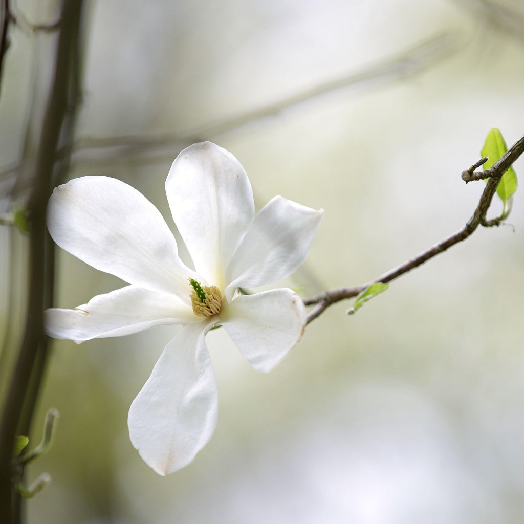 Anxiety Stress Energy Healing Body Cream