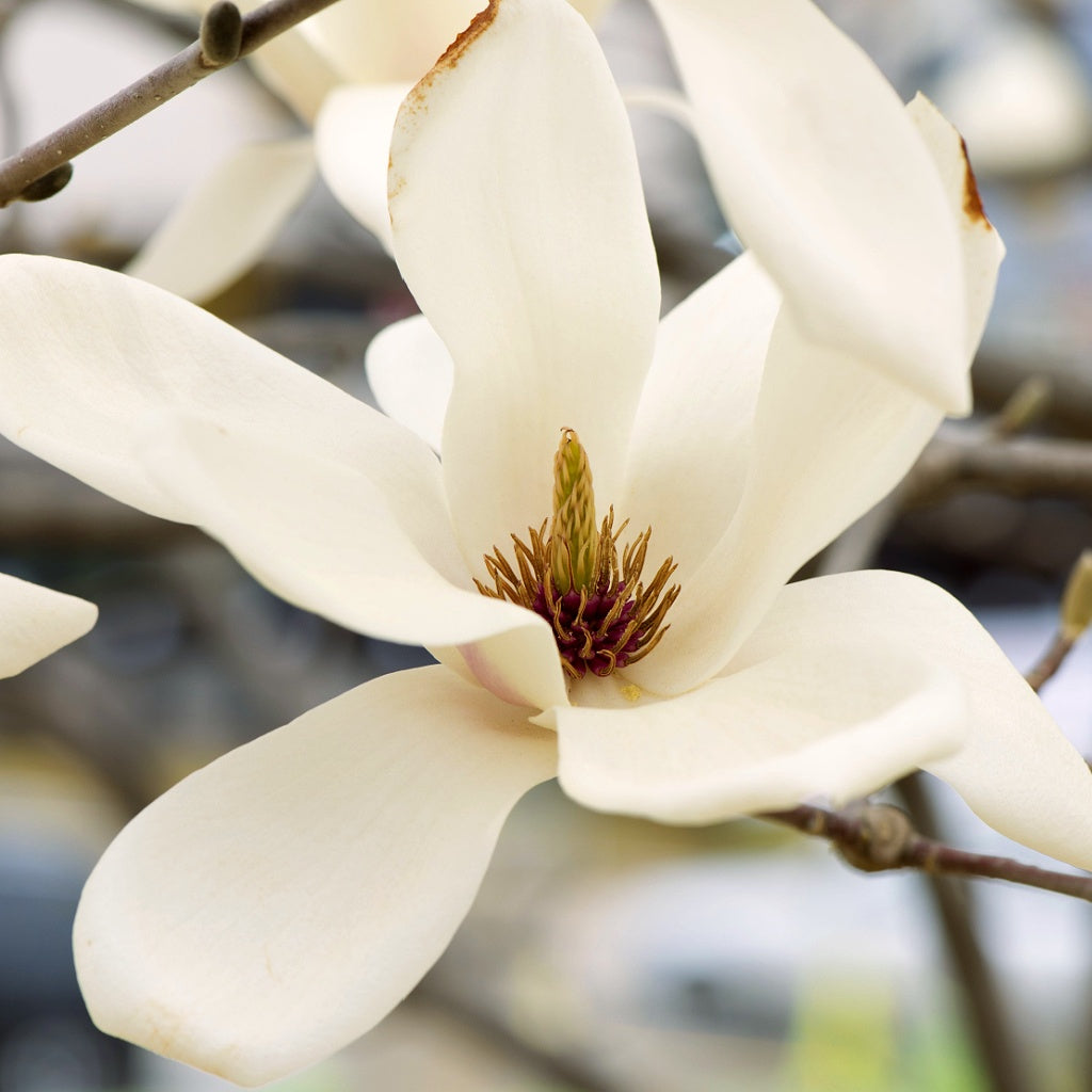 Mizu SPA I Magnolia Signature Diffuser Oil