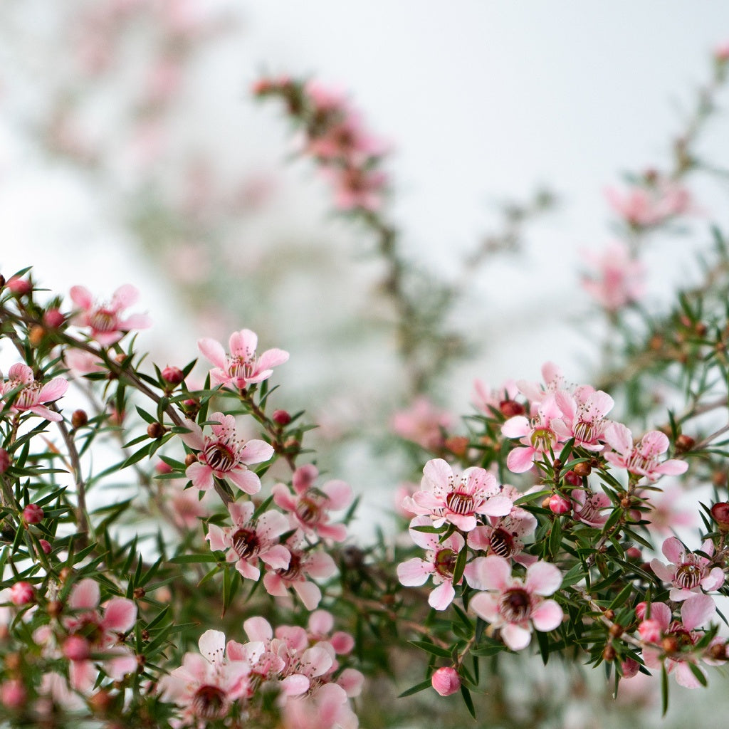 12 Apostles Olive I Rice Castile Soap Bar