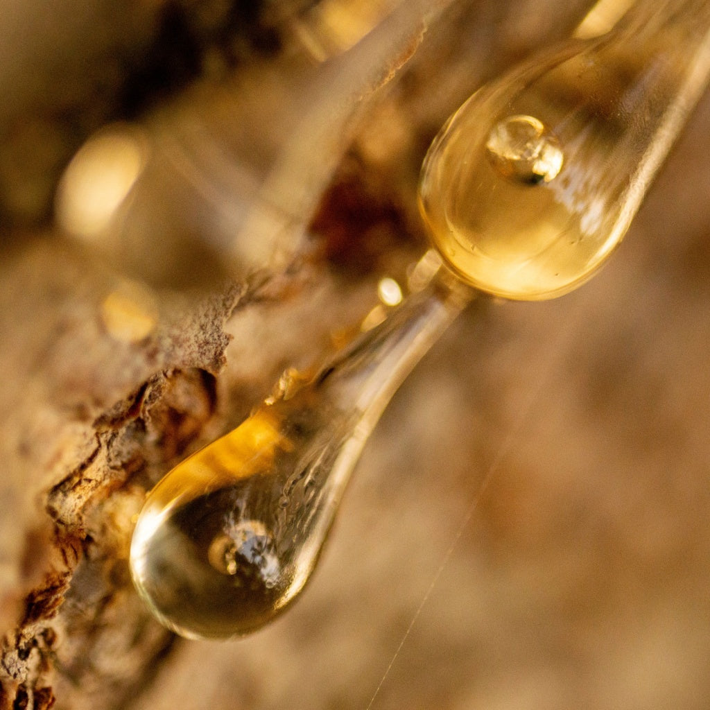 Gingerbread Luxury Reed Diffuser Refill