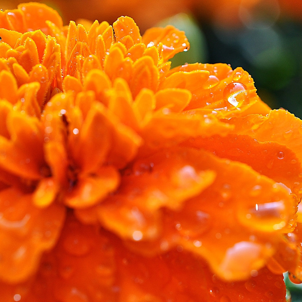 Marigold Lily Flower Blooming Green Tea Ball