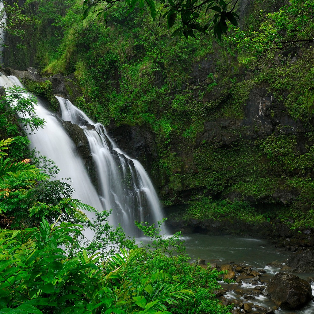 Coconut Lime Aroma Shower Steamer Tablet Gift Bag I 4 Tablets