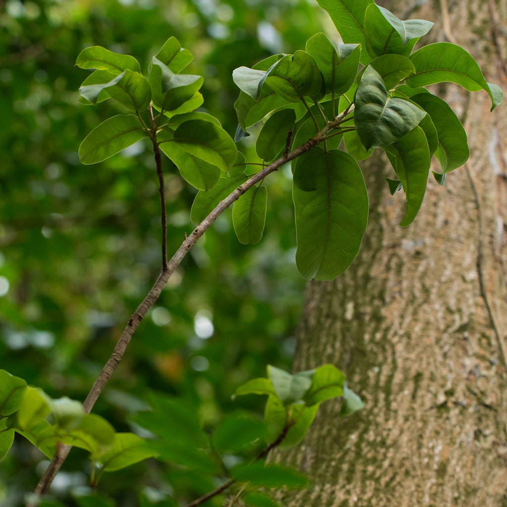Frankincense Maya Balsam Essential Oil Roll On
